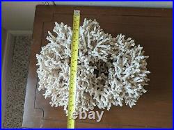 Large White Coral Showcase Display Piece