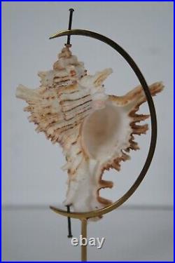 Vintage Spiked Conch Shell Brass Stand Glass Showcase Curio Casket Display 9