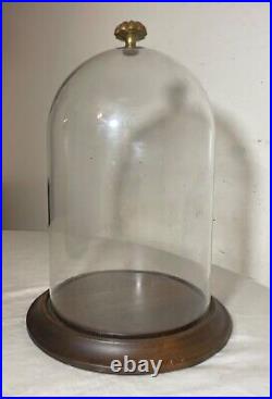 Vintage glass wood brass display case cloche dome statue show cabinet bell jar